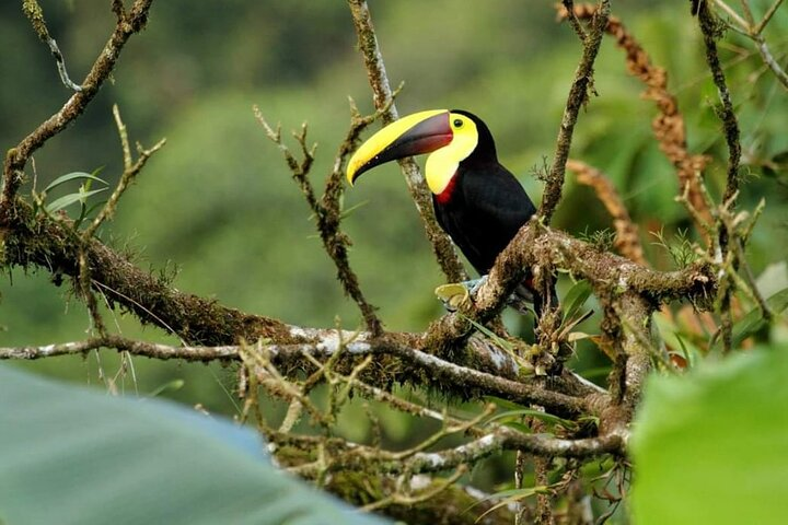 Private Half-Day Bird Watching Tour - Photo 1 of 21